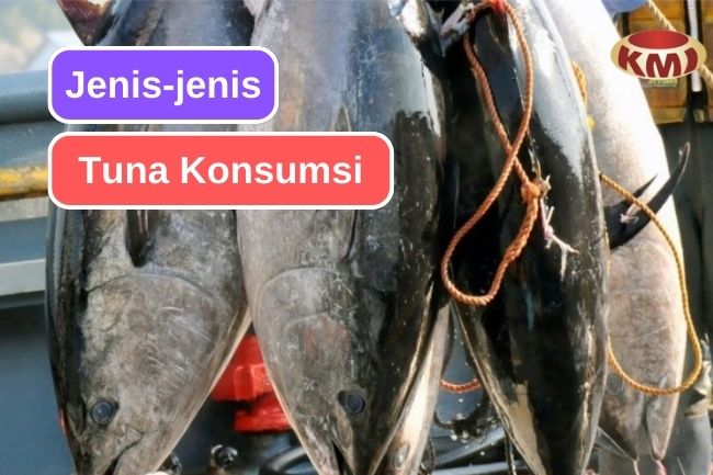 5 Jenis Tuna Konsumsi yang Umum Dinikmati